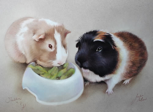 portrait of two guinea pigs together