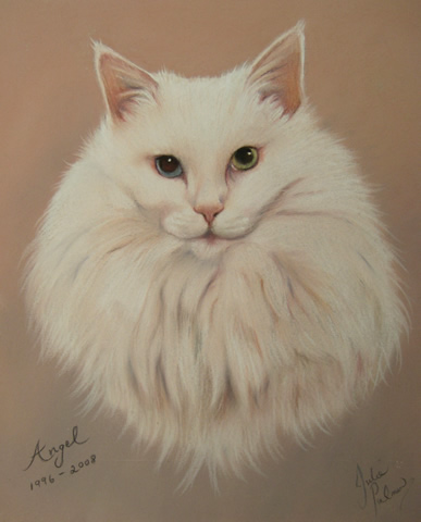 White cat with differently coloured eyes