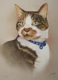 cat portrait with blue collar from photos supplied by the client