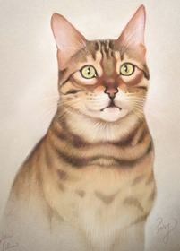 hand drawn tabby cat portrait from photos