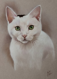 custom white cat portrait in pastels
