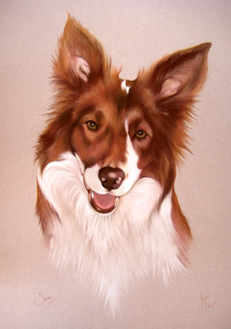 Border Collie head and shoulders portrait