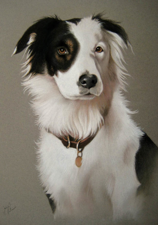 Pet Portrait commission of a border collie dog created from a photo