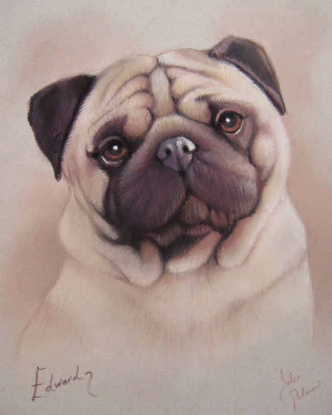 fawn pug portrait painting in pastel from photograph