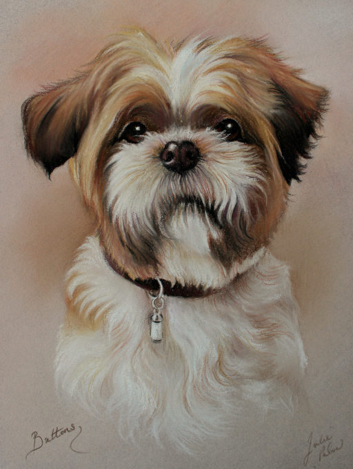 brindle and white shih tzu portrait painting in pastel