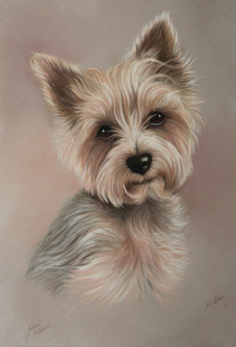 yorkshire terrier portrait steel blue and tan pastel painting