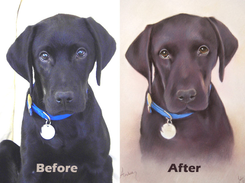 Photo of a black labrador puppy, alongside the finished pastel portrait